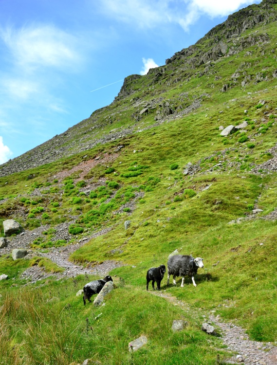 Herdwick Sheep on the Kirkstone Pass