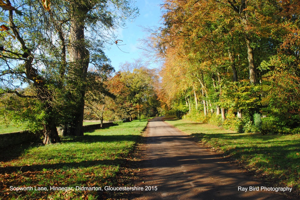 Sopworth Lane, Hinnegar Wood, Didmarton, Gloucestershire 2015