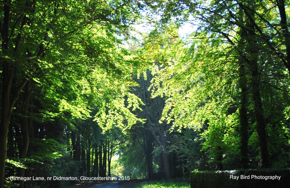 Hinnegar Lane, nr Didmarton, Gloucestershire 2015