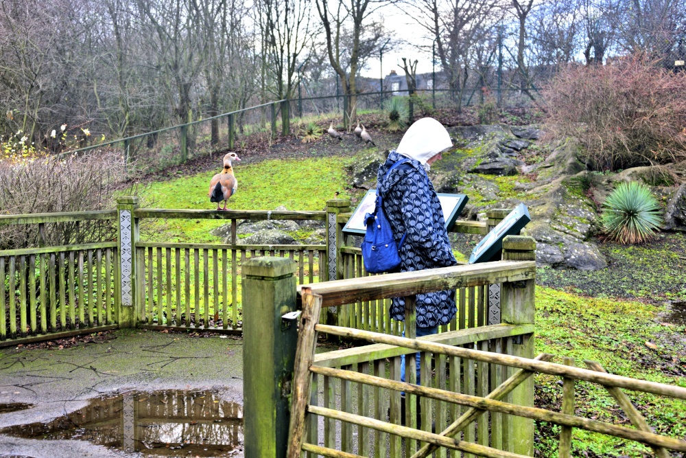 Birdwatching at WWT London photo by Alan Whitehead