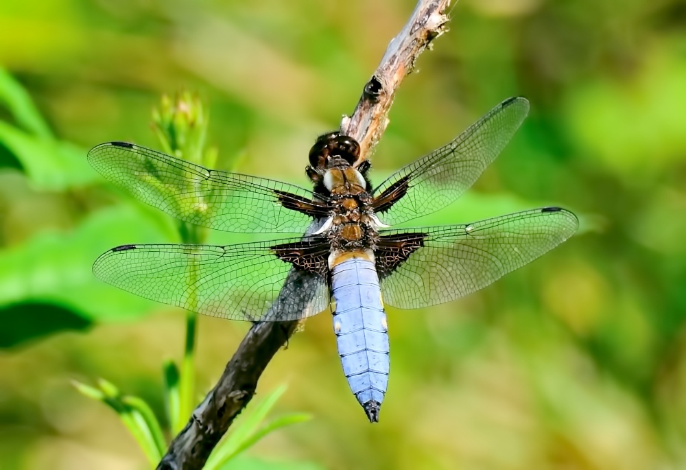 Photograph of Broad-bodied Chaser (Libellula Depressa) Male