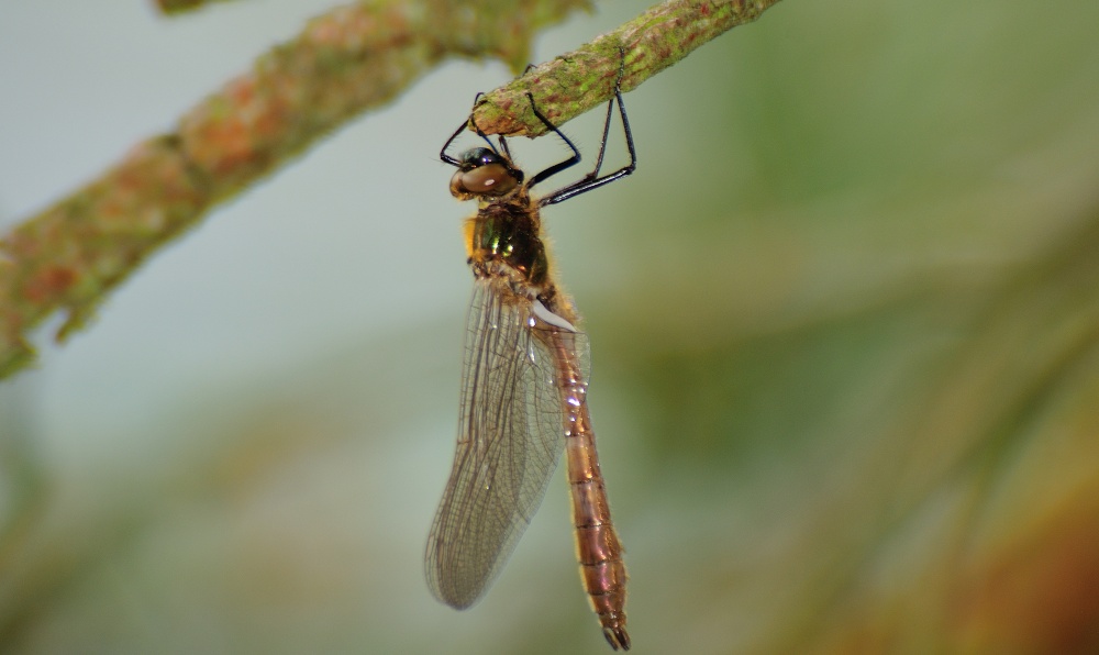 Downy Emerald (Cordulia Aenea) Newly Emerged at Thursley
