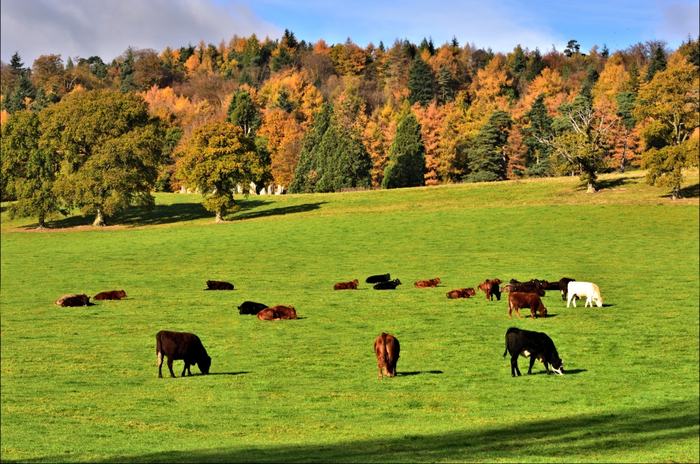 Photograph of Autumn at Hascombe Hill and the Hascombe Stone Circle