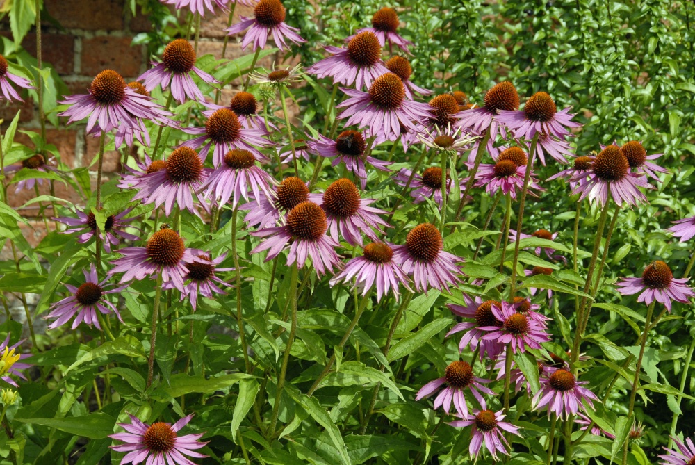 The Garden at Berrington Hall