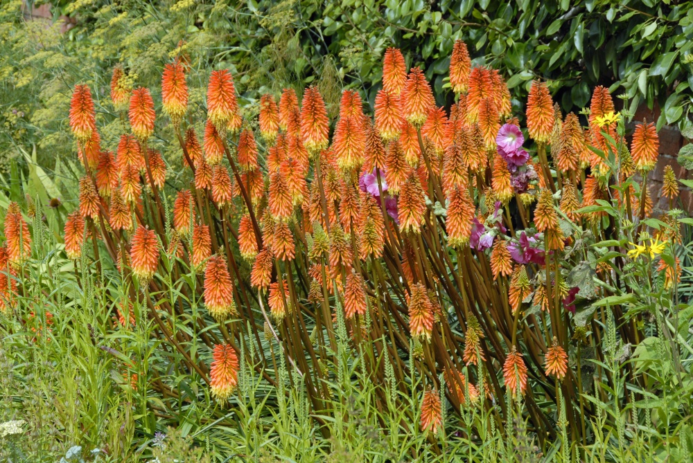 The Garden at Berrington Hall