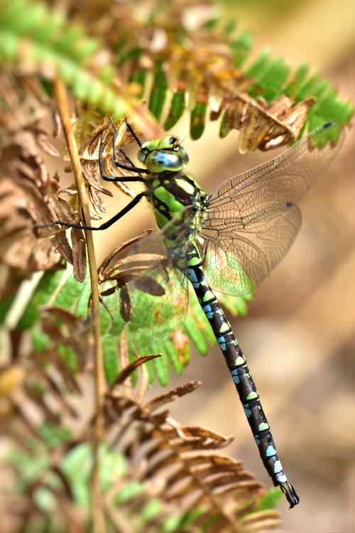 Southern Hawker (Aeshna Cyanea) Male in Whiteley Woods