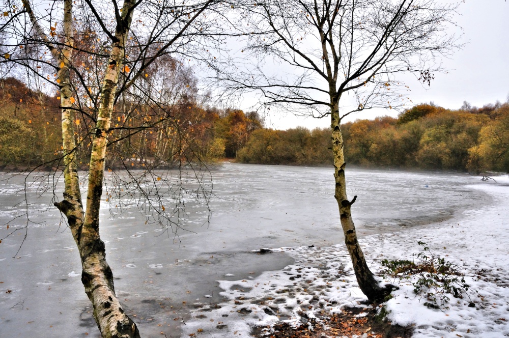 Frozen Kingsmere View with Silver Birches