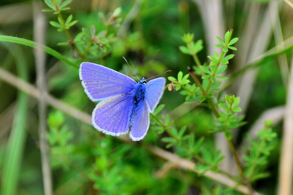 Adonis Blue (Polyommatus Bellargus) Male on Denbies Hillside