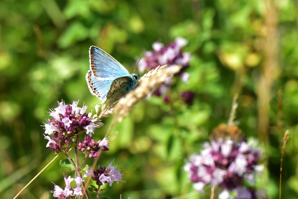 Chalk Hill Blue (Polyommatus Coridon) Male on Heather at Denbies Hillside