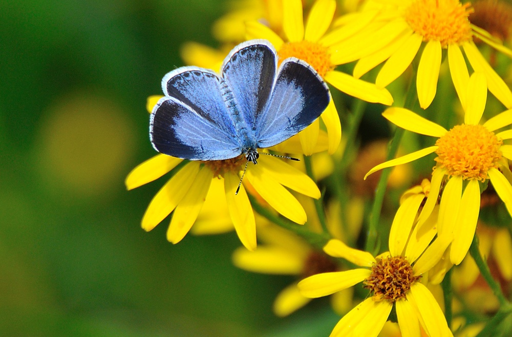Holly Blue (Celastrina Argiolus) Female on a Groundsel Flower