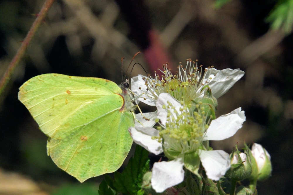 Brimstone Butterfly (Gonepterix Rhamni) Male at Thursley Common