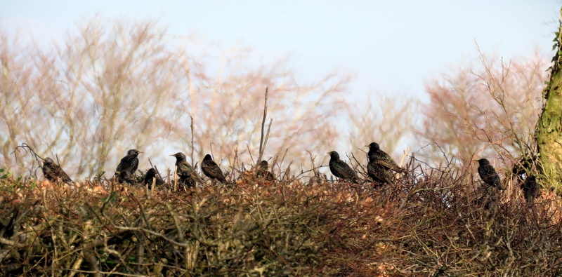 starlings