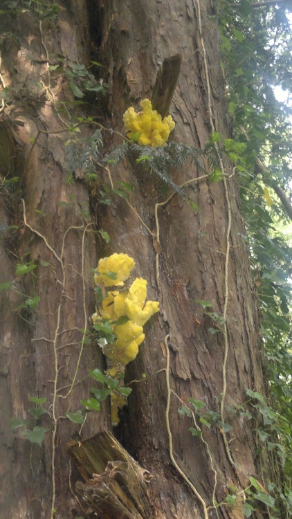 Yellow Brain  Fungus