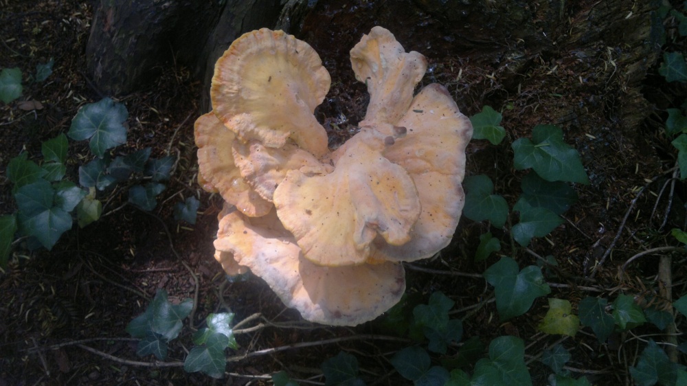 Woodland fungus Chicken of the woods