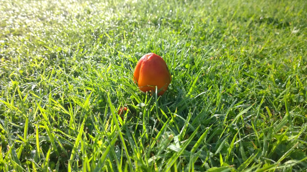 Fungus Hygrocybe nigrescens