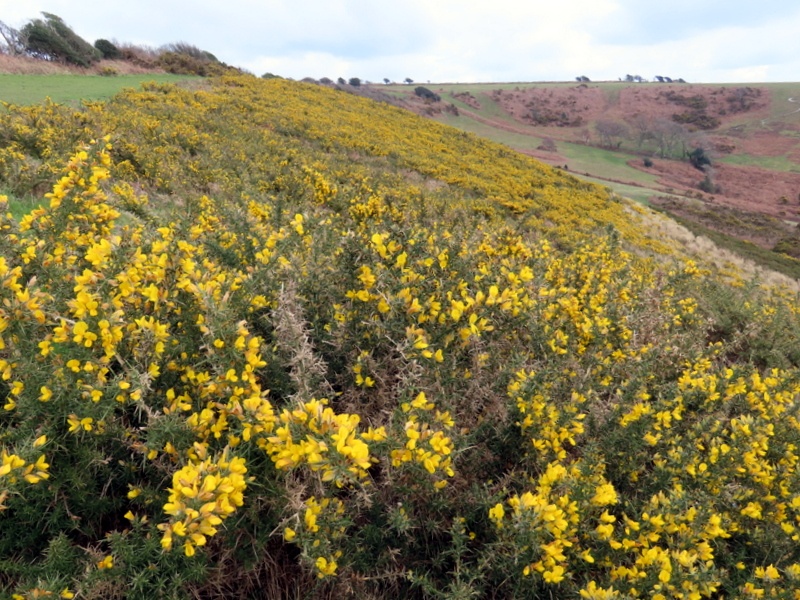 Gorse