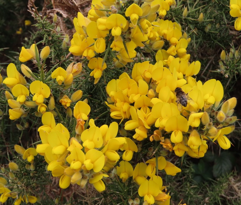 Gorse
