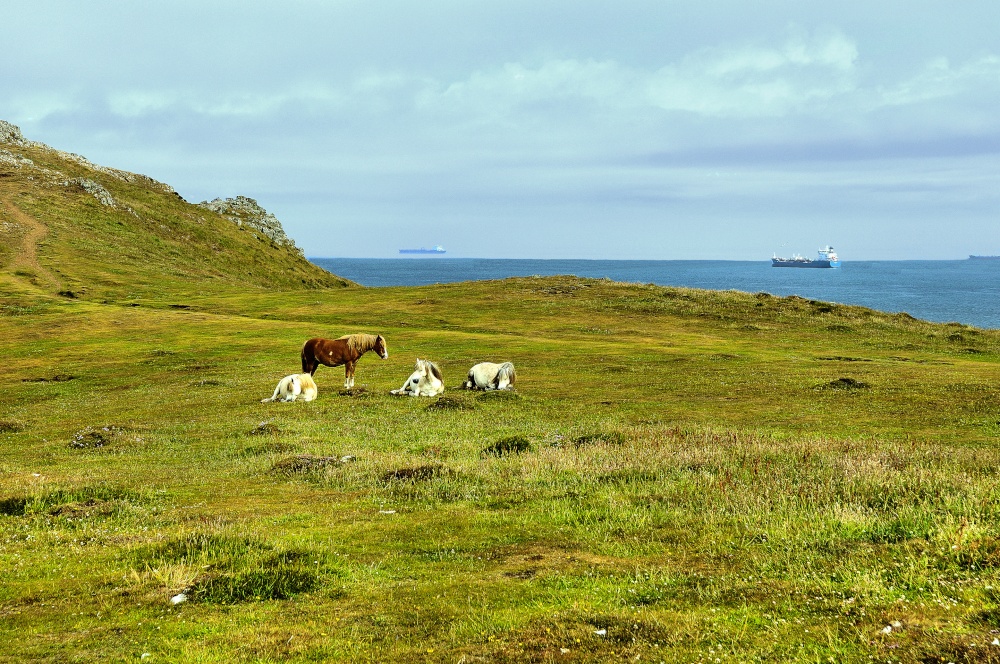 Welsh Cobs on the Deer Park at Marloes