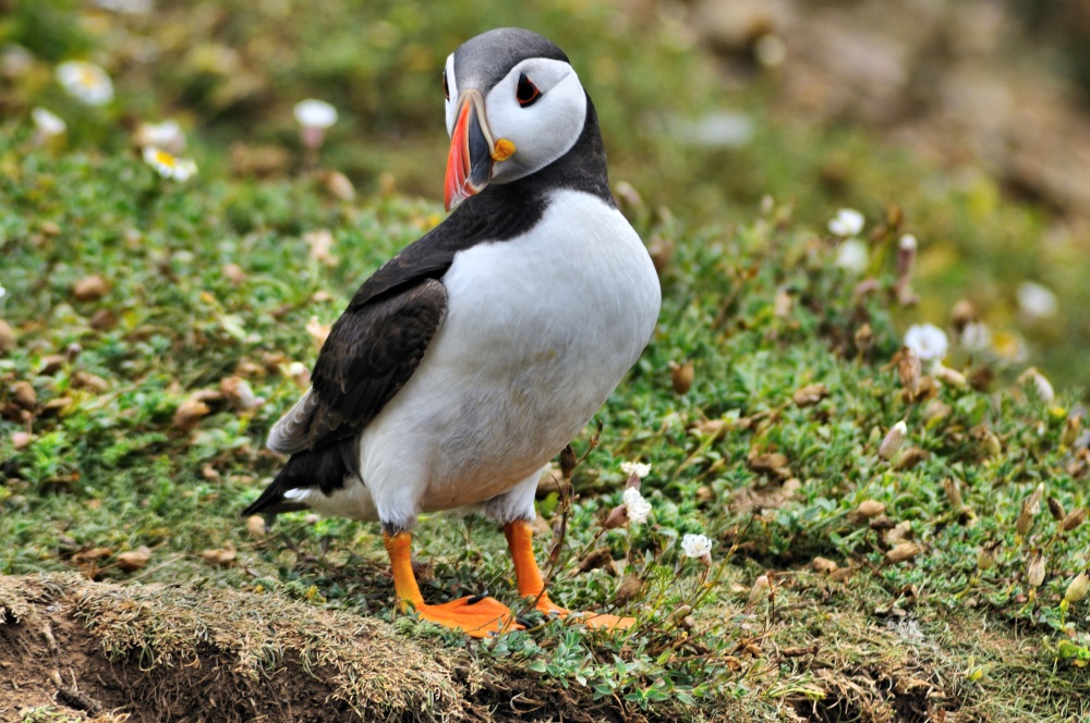 Puffin on Skomer Island