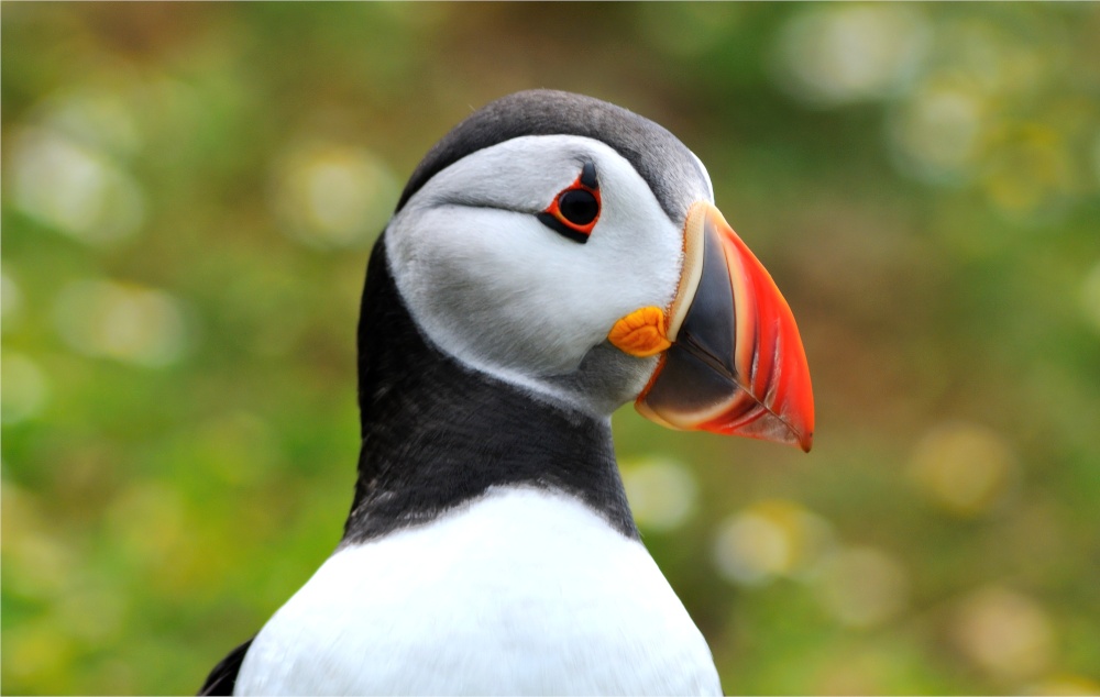 Photograph of Puffin Close-up
