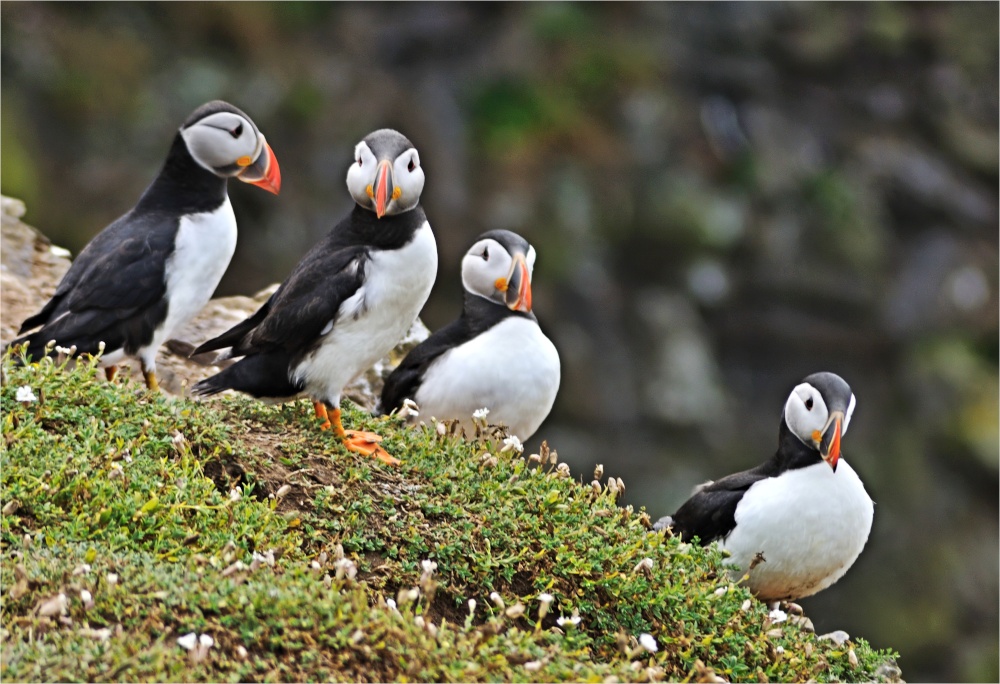 Photograph of Puffins on the Skomer Cliffs