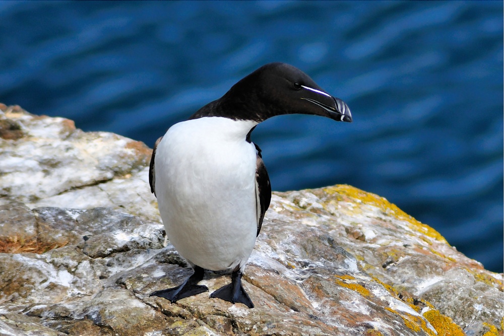 Razorbill at Skomer's North Landing