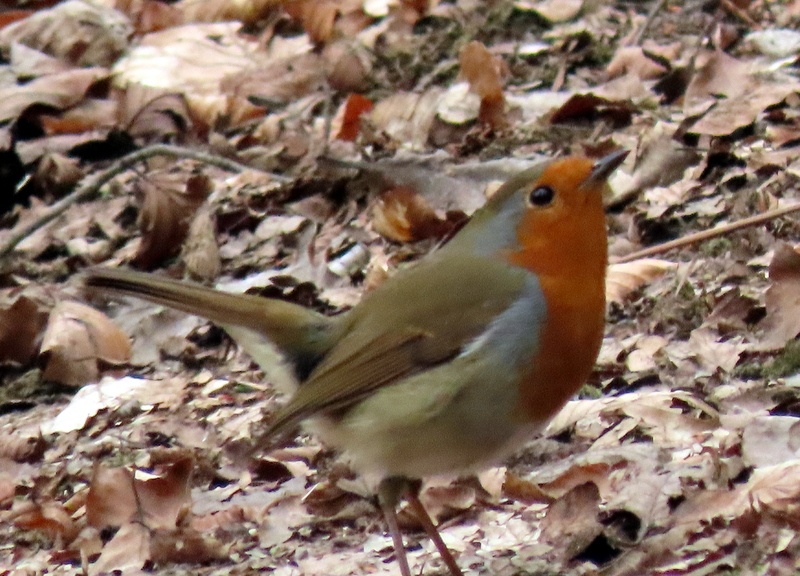Robin