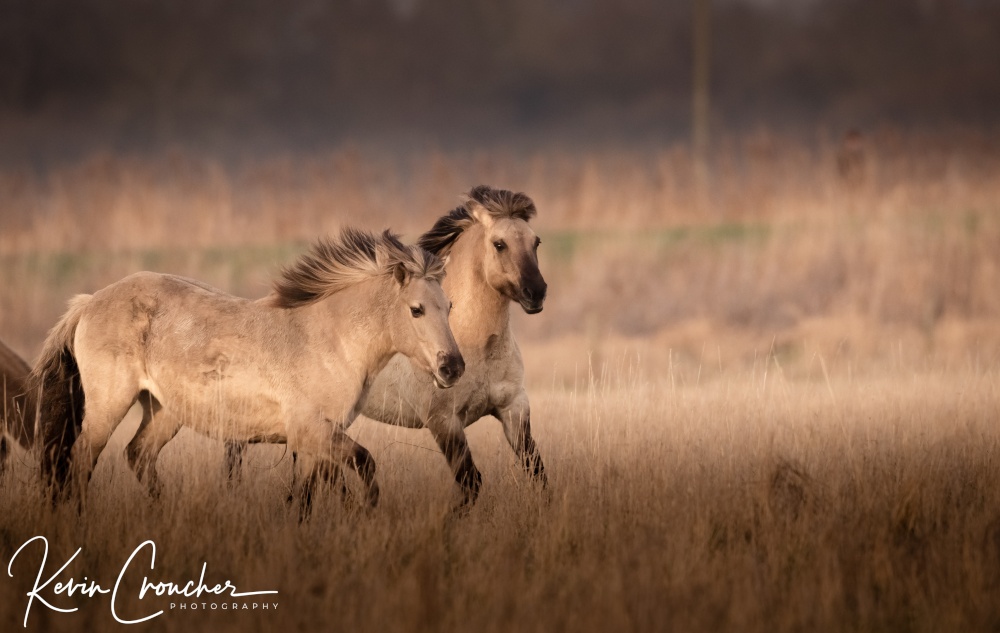 Konik Ponies
