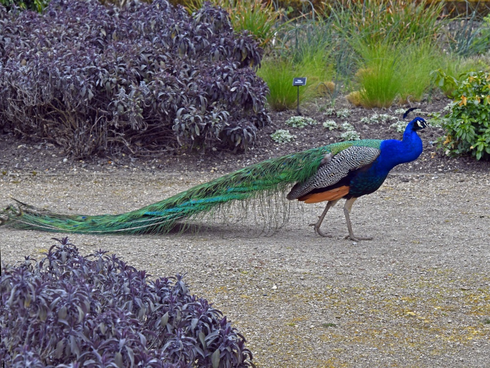 Marks Hall Estate, Coggeshall