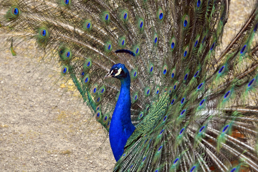 Marks Hall Estate, Coggeshall