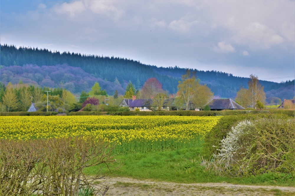 Oilseed Rape fields at Elton, Herefordshire.