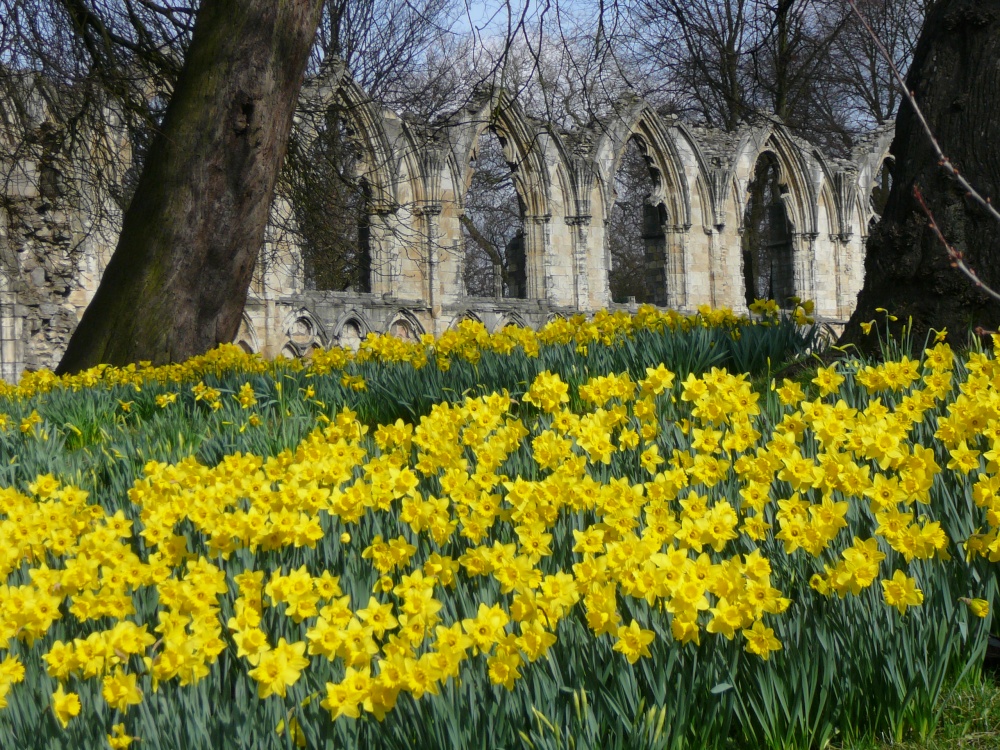 St. Mary's Abbey and York Museum Gardens photo by Ben Hobbs