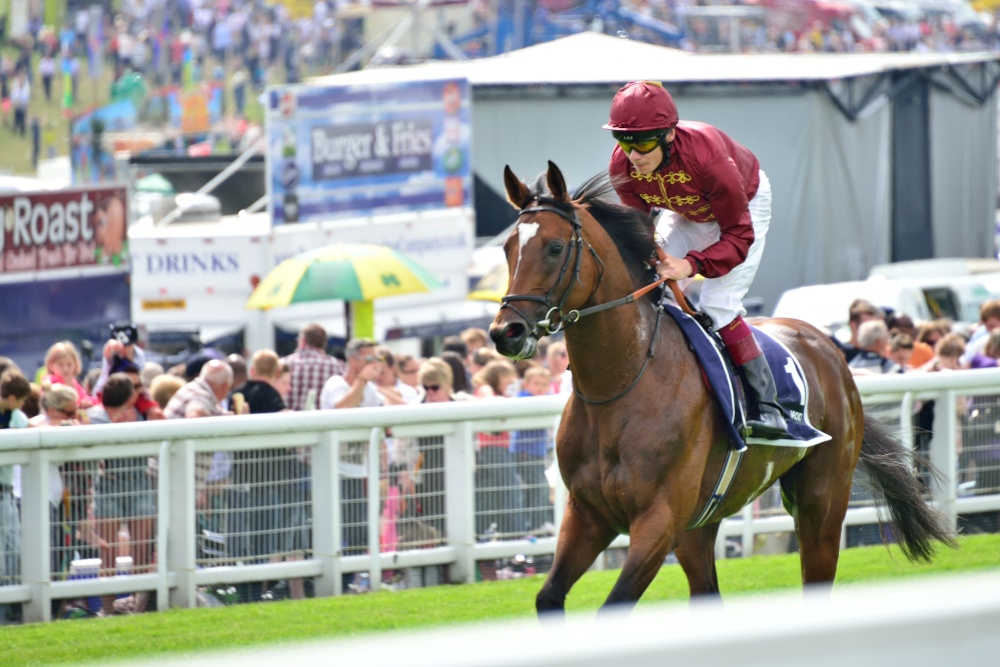 Cantering Up to the Start Line for the Epsom Derby
