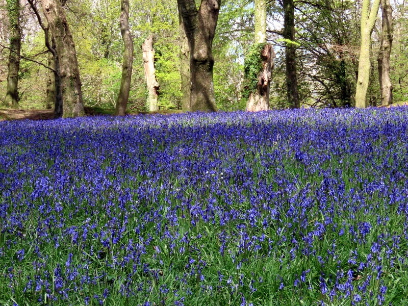 Bluebells photo by Pat Trout