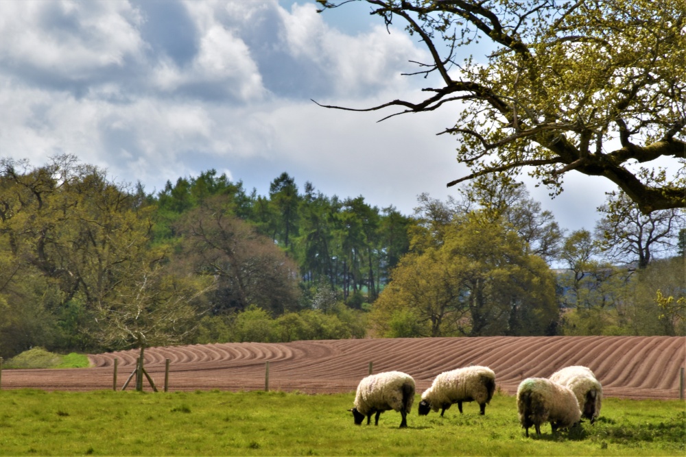 Photograph of Potato furrows at Bromfield.