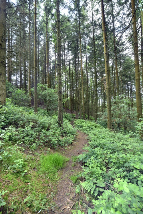 Woodland Walk near Llanishen