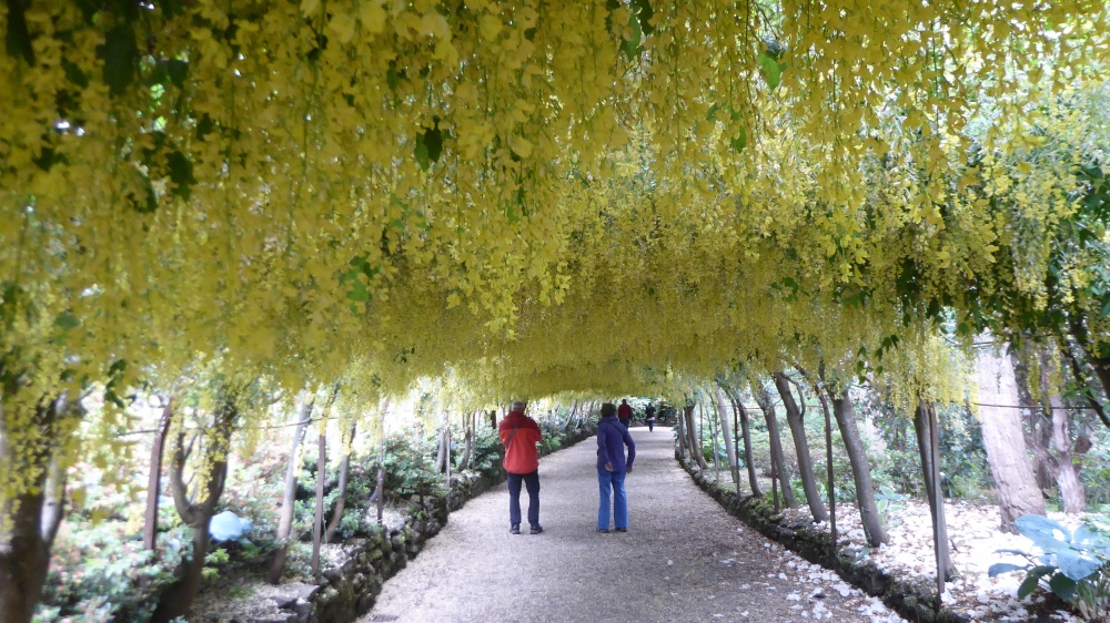 Laburnum Arch, Bodnant Gardens