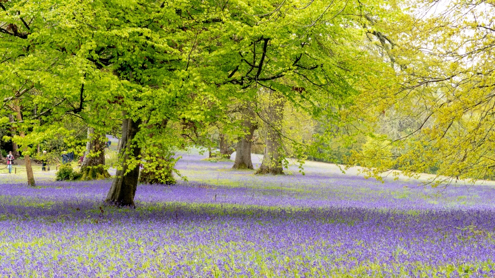 Photograph of Bluebells at Enys Gardens