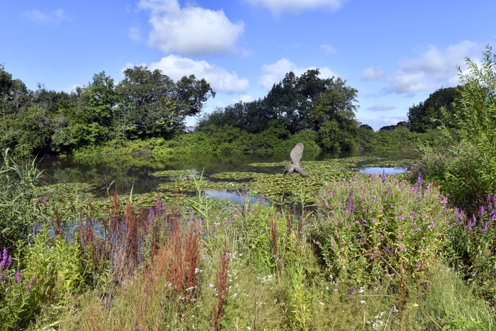 Sheepwash Pond at Hatchlands Park