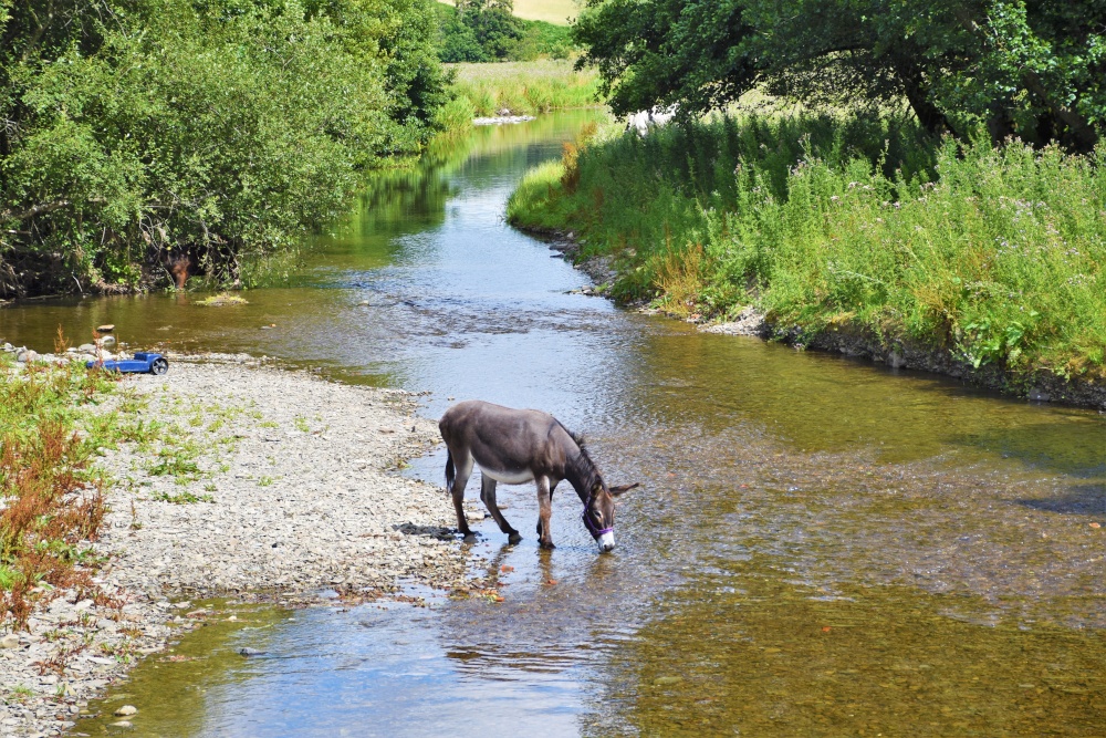 Quenching his thirst.