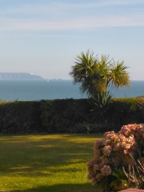 Yuccas near Highcliffe seafront