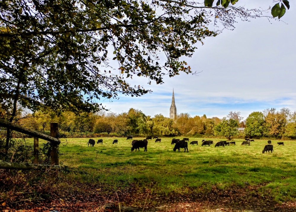 Meadow south of Salisbury cathedral from Britford Lane.