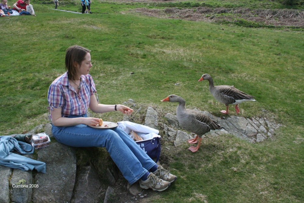 Feeding the geese at Tarn Hows