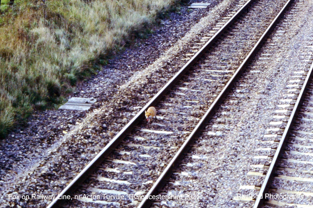 Fox on Railway Line, Acton Turville, Gloucestershire
