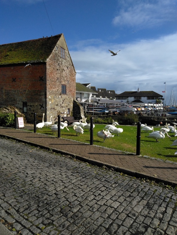 Swans by Place Mill, Christchurch