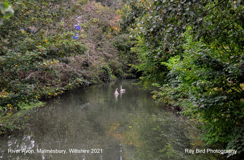 River Avon, Malmesbury, Wiltshire 2021