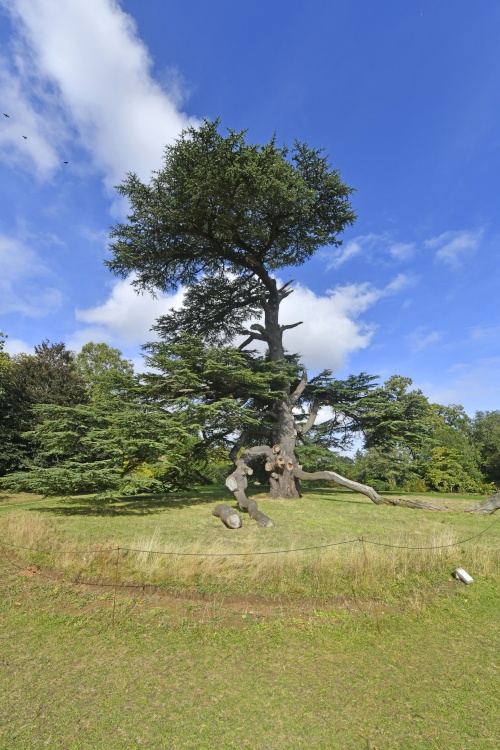 Oak tree at Goodnestone Park Garden