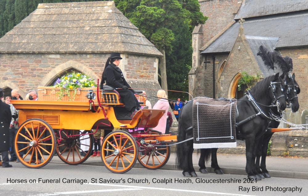 Horses on Funeral Carriage, St Saviour's Church, Coalpit Heath, Gloucestershire 2021