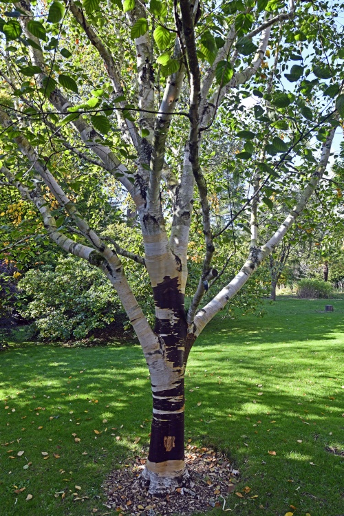 The Botanical Gardens, Bath