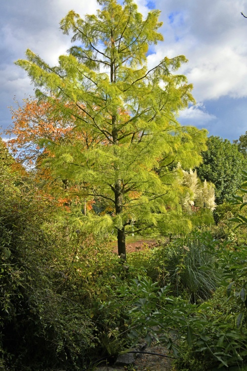 The Botanical Gardens, Bath